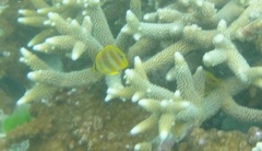 Chaetodon rainfordi