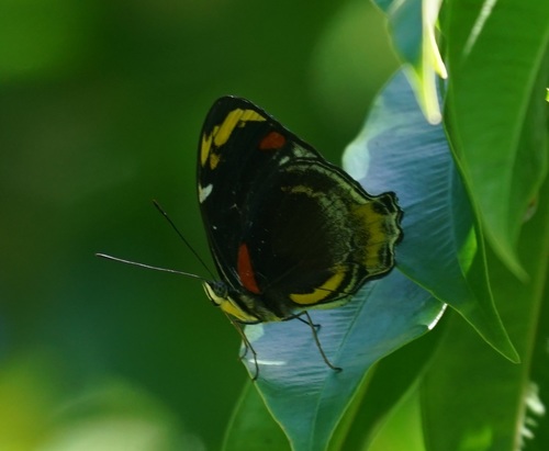 Photo of Jezebel Nymph (Mynes geoffroyi)