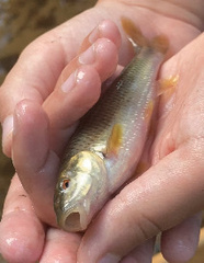 Nocomis leptocephalus