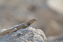 Microlophus peruvianus