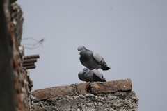 Columba rupestris