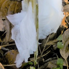 Verbesina virginica