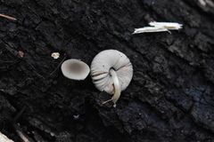 Pluteus nanus