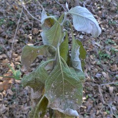 Verbesina virginica