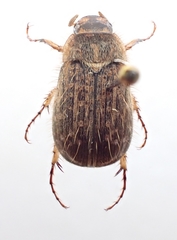 Odontria striata
