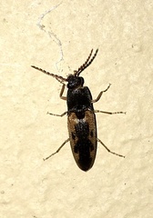 Conoderus scalaris