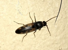 Conoderus scalaris