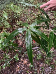Ardisia crispa