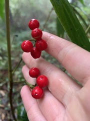 Ardisia crispa