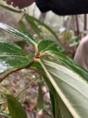 Ardisia crispa