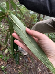 Ardisia crispa