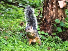 Sciurus variegatoides