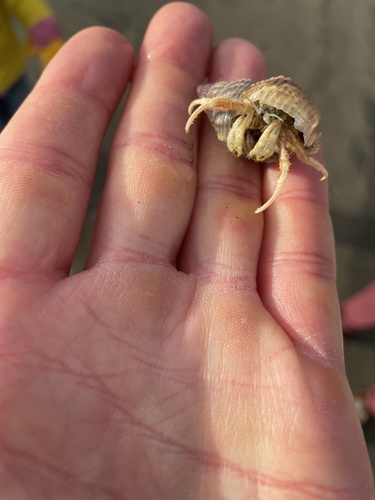 moon snail hermit