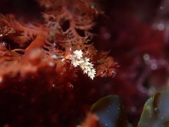 Cuthona hamanni
