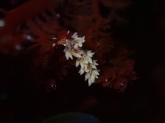 Cuthona hamanni