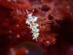 Cuthona hamanni