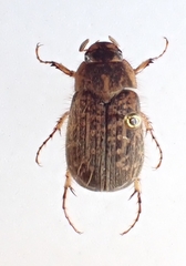 Odontria striata