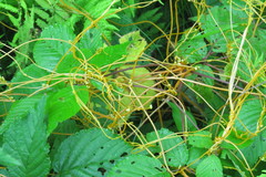 Cuscuta rostrata