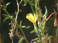 Oenothera elata hookeri