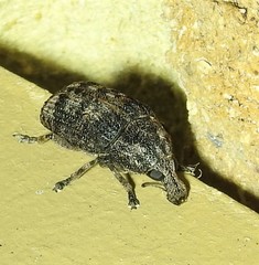 Taburnus neglectus