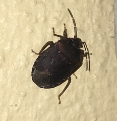 Discocephalinae