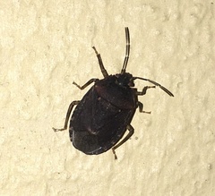 Discocephalinae