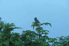 Junco hyemalis carolinensis