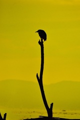 Nycticorax nycticorax