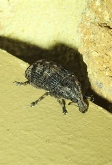 Taburnus neglectus