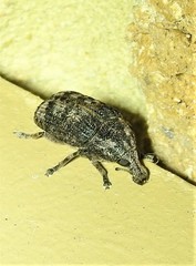 Taburnus neglectus