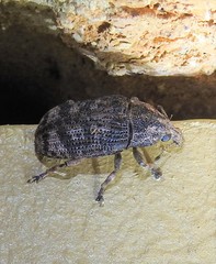 Taburnus neglectus