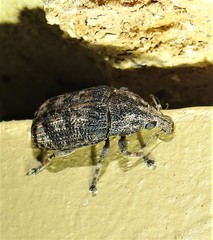 Taburnus neglectus