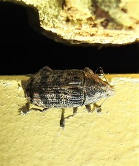 Taburnus neglectus