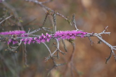 Melaleuca suberosa