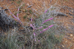 Melaleuca suberosa