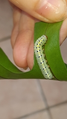 Argyrosticta decumana