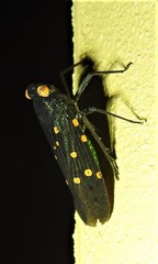 Desudaba maculata
