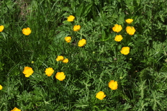 Ranunculus caucasicus