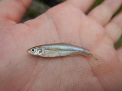 Notropis volucellus