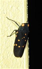 Desudaba maculata
