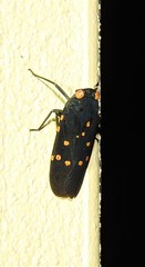 Desudaba maculata