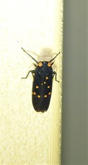 Desudaba maculata
