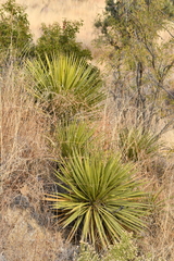 Yucca baccata brevifolia