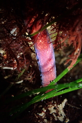 Cerebratulus albifrons
