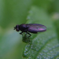 Cnemacantha muscaria