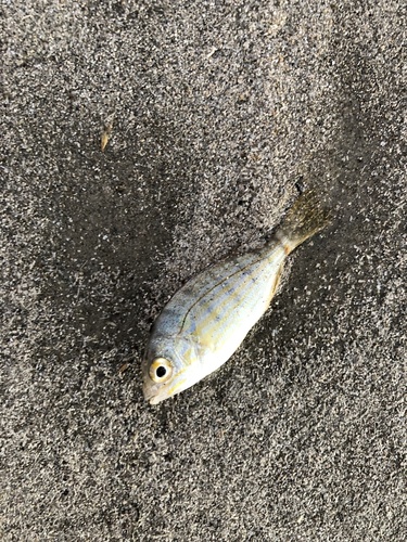 photo of Pinfish (Lagodon rhomboides)