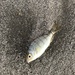 photo of Pinfish (Lagodon rhomboides)