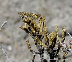 Yramea sobrina