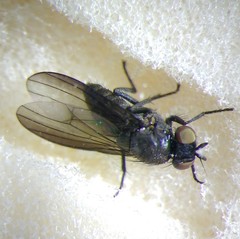 Cnemacantha muscaria