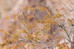 Eysenhardtia orthocarpa